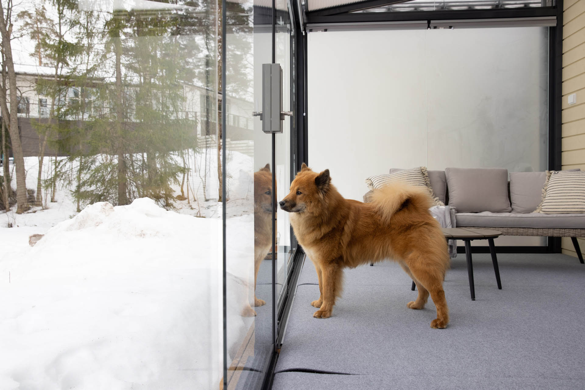 Ein Sitzplatz im Winter von dem aus ein Hund in den Schnee hinausblickt. Durch die Sitzplatzverglasung kann er nicht weglaufen.