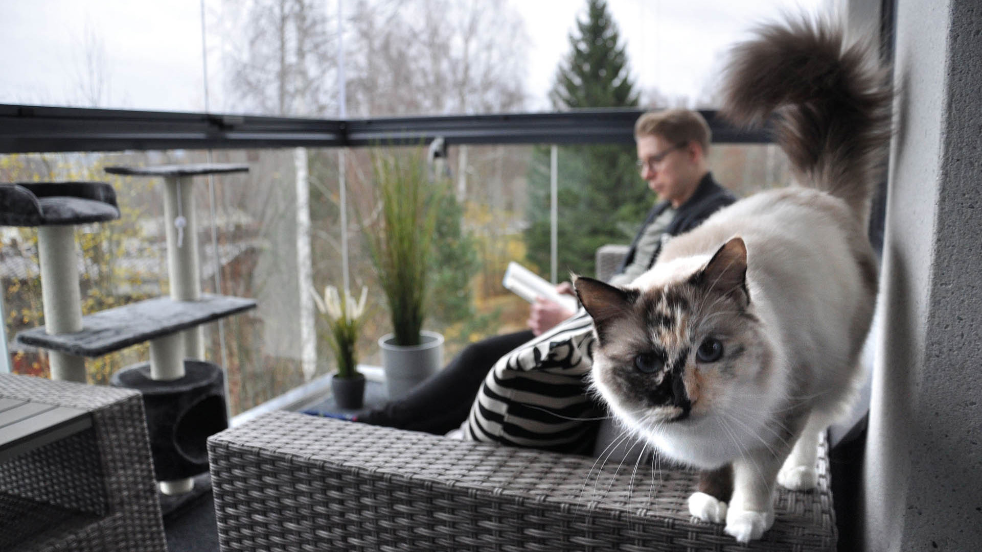 Eine Katze steht auf einem Rattansofa und schaut neugierig in die Kamera. Im Hintergrund sieht man verschwommen einen Mann auf dem Sofa sitzen und einen Kratzbaum. Die Balkonverglasung auf dem Ganzglasgeländer schützen die Katze vor Stürzen.
