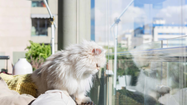 Katze blickt von Balkon herunter. Die Balkonverglasung dient als Absturzsicherung