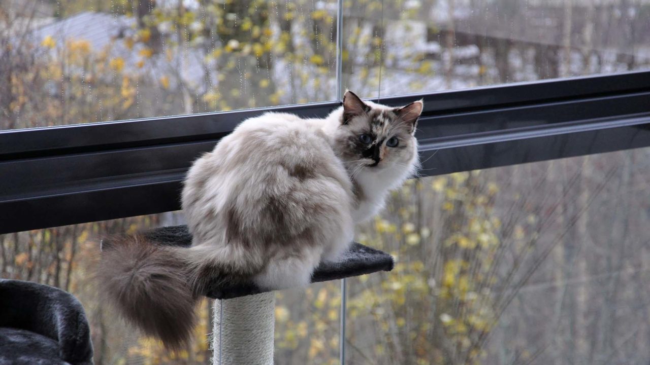 Eine Katze sitzt auf einem Kratzbaum auf einem Balkon. Durch die Verglasung bestehend aus einem Ganzglasgeländer und einer Schiebe-Dreh-Verglasung ist sie vor einem Sturz geschützt.