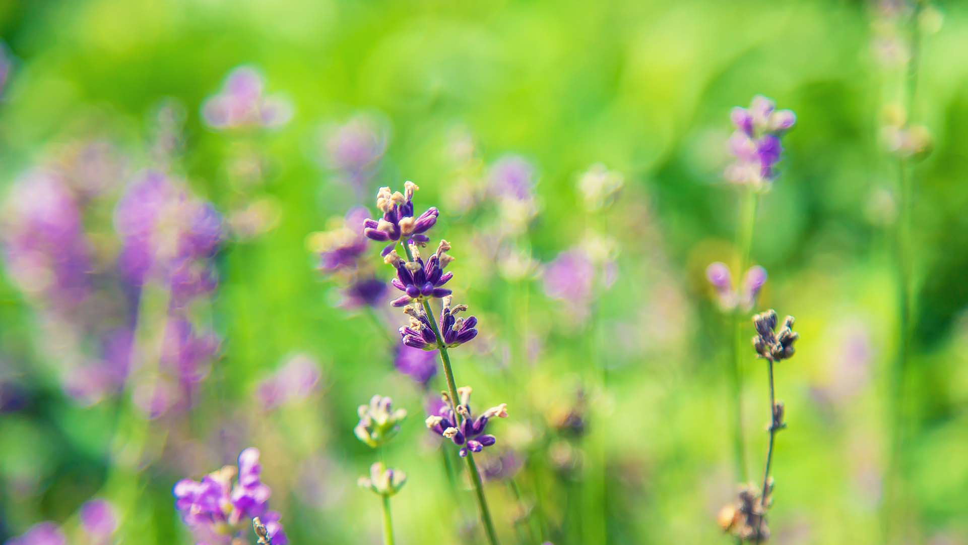 Blühender Lavendel im Garten. Einige Pflanzen sind im Vordergrund scharf zu sehen. Der Hintergrund verschwimmt.