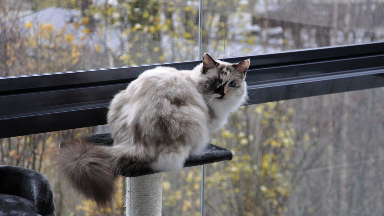 Sikkerhet for katt på balkongen Lumon